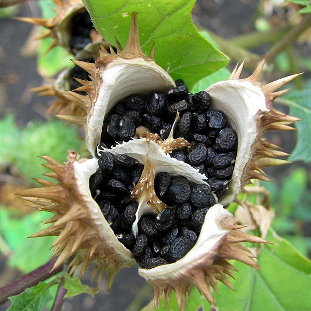 Datura-Stramorium-2-1